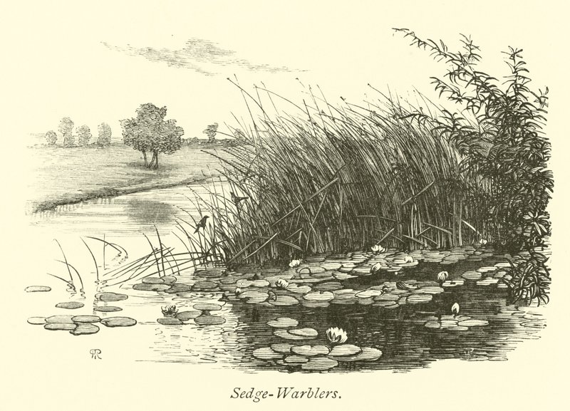 Sedge Warblers de English School