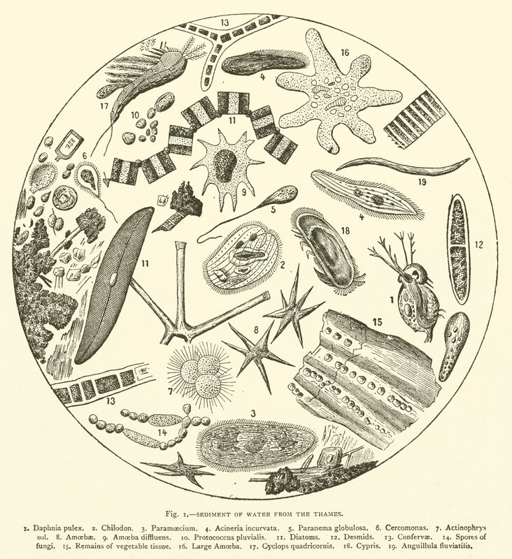 Sedimento de Água do Tâmisa (gravura) de English School