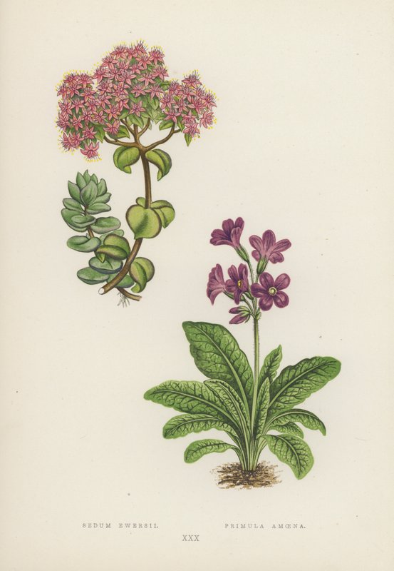 Sedum Ewersii; Primula Amoena (litografia a cores) de English School