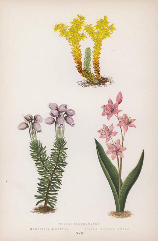 Sedum Sexangulare; Menziesia Caerulea; Scilla Bifolia Rubra (cor litho) de English School