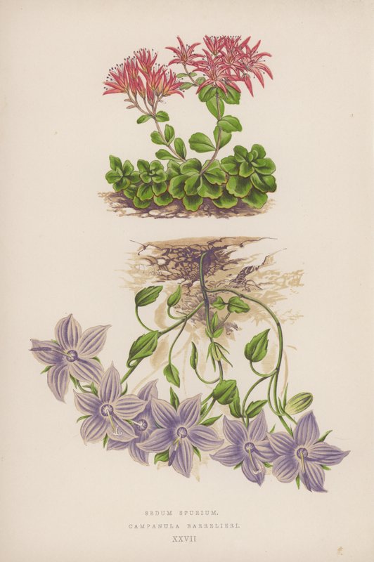 Sedum Spurium; Campanula Barrelieri (litografia a cores) de English School