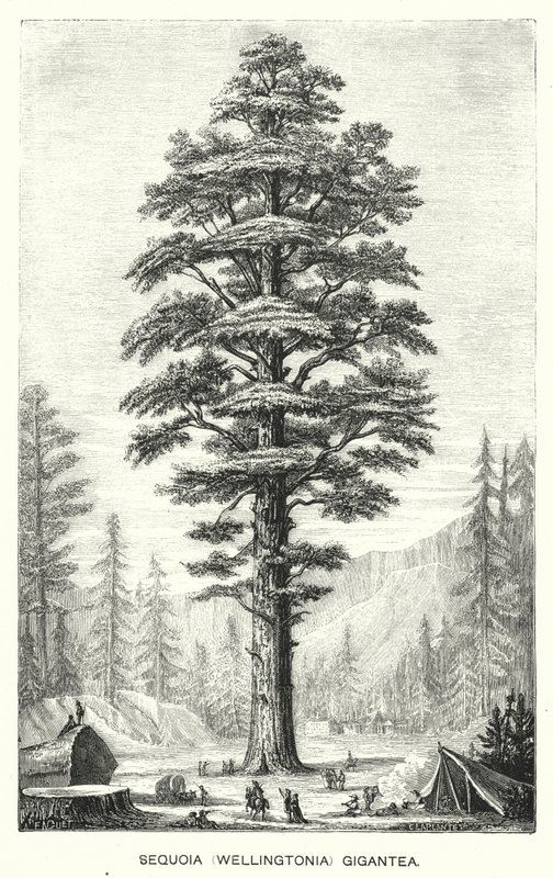 Sequoia (Wellingtonia) Gigantea (gravura) de English School