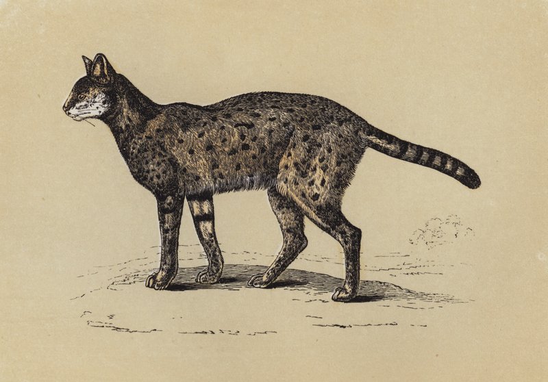 Serval (litografia a cores) de English School