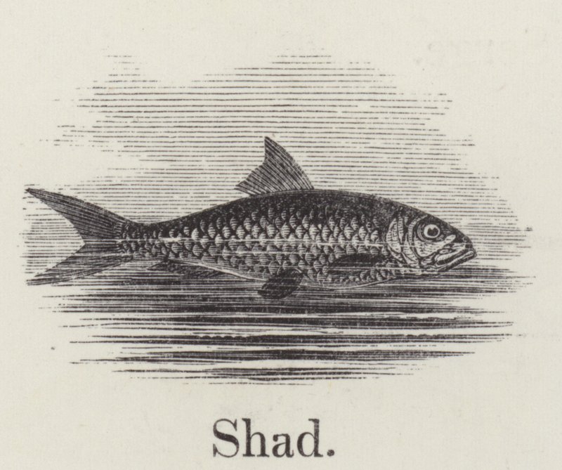 Shad (gravura) de English School