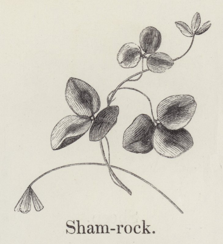 Shamrock (gravura) de English School