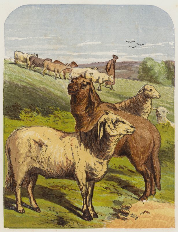 Ovelhas (chromolitho) de English School