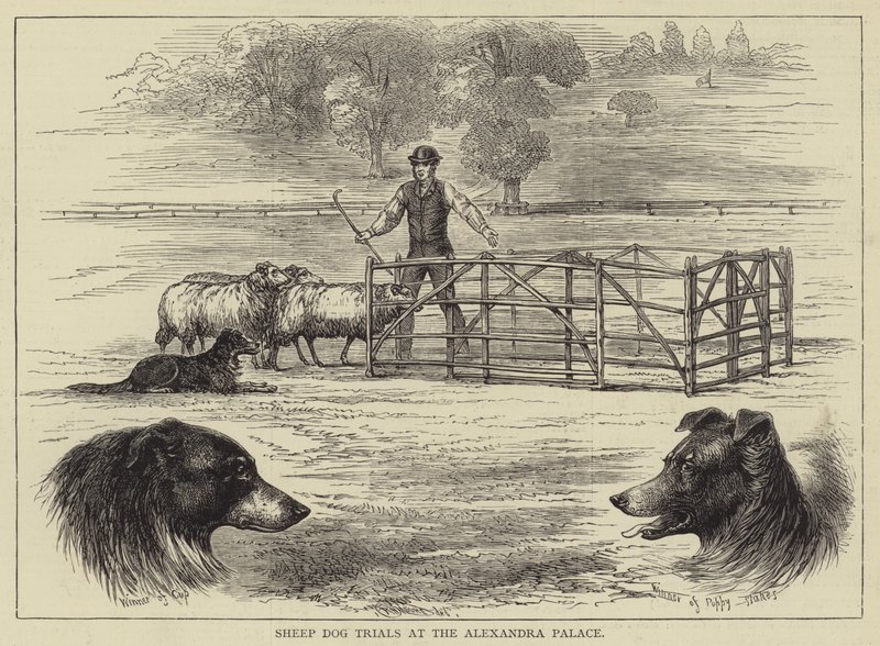 Ensaios de cães de ovelha no Palácio de Alexandra (gravura) de English School