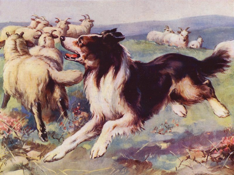 Sheepdog no trabalho (lito colorido) de English School