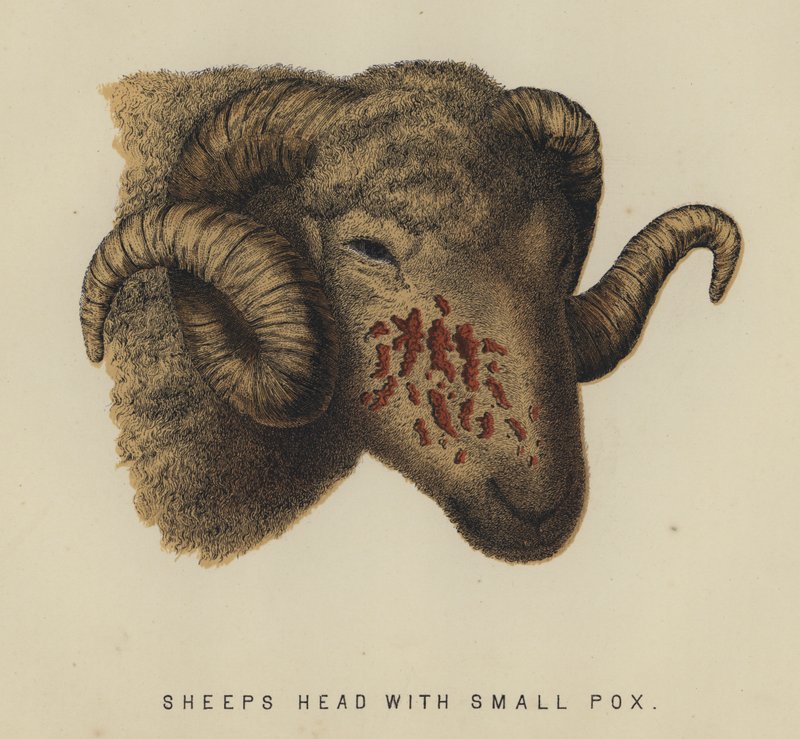 Cabeça de ovelha com varíola pequena (cor litho) de English School