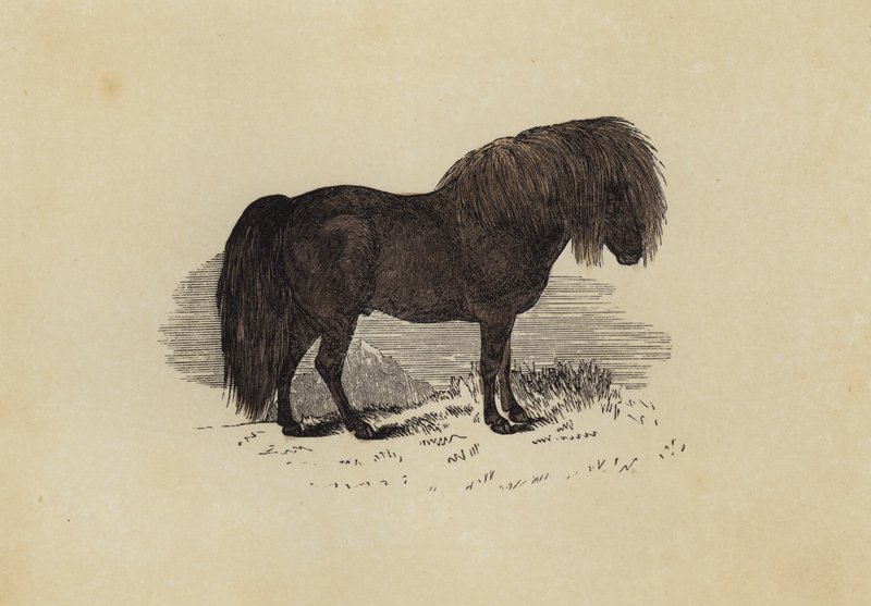 Shetland Pony (cor litho) de English School