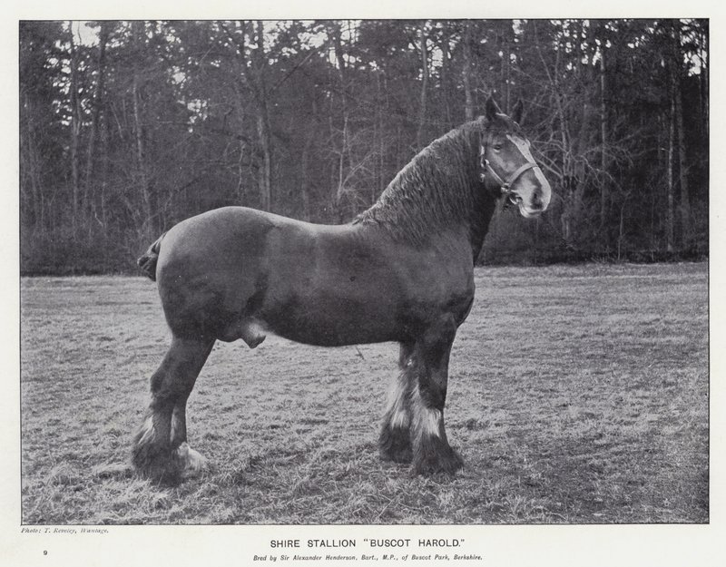 Shire Stallion "Buscot Harold" (litho) de English School