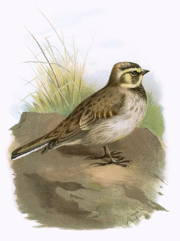 Lark Shore de English School