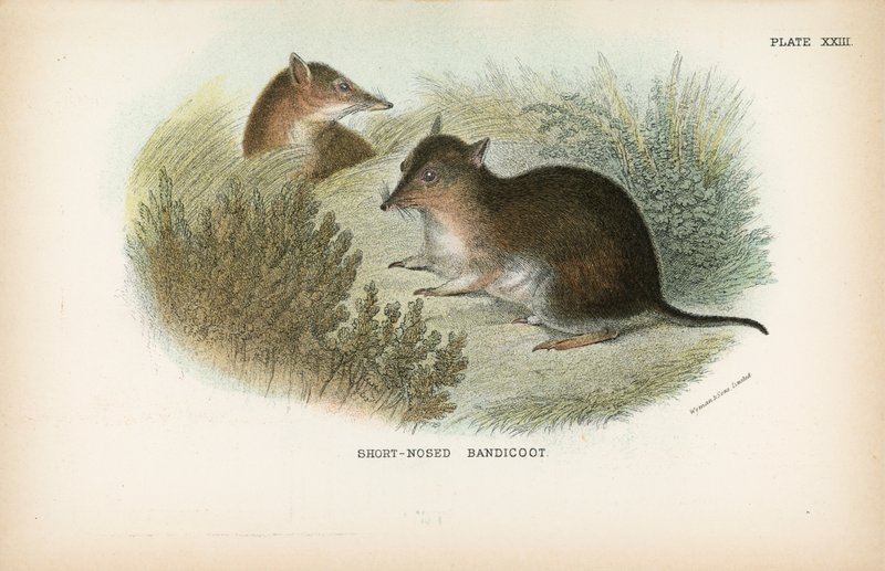 Bandicoot curto-cheirado de English School