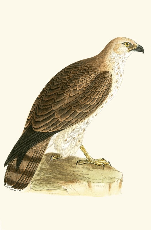 Short Toed Eagle, ilustração de "Uma História das Aves da Europa Não Observadas nas Ilhas Britânicas", de Charles Robert Bree (1811-1886), publicada em 1867 de English School