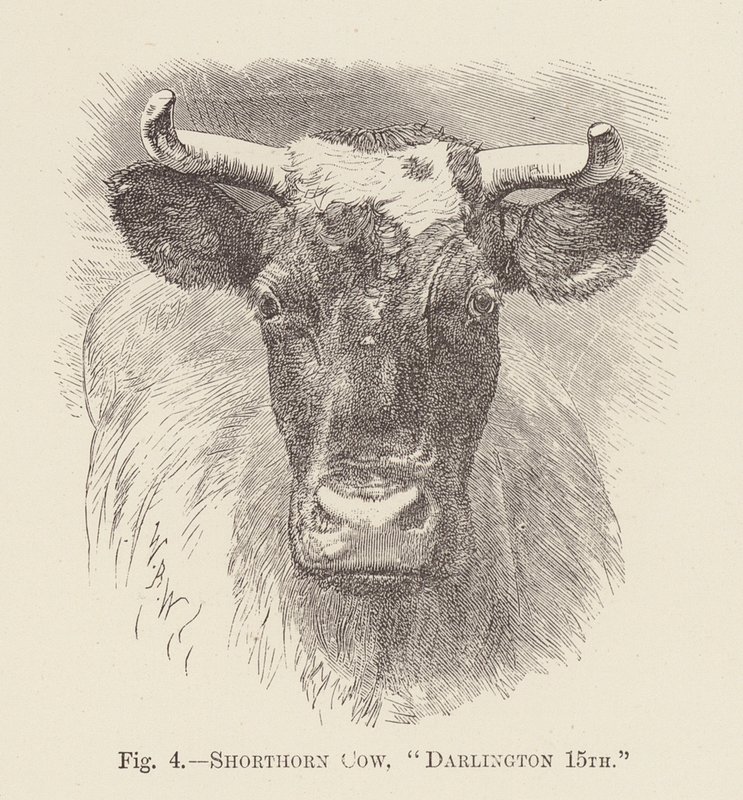 Vaca Shorthorn, "Darlington 15th" (gravura) de English School