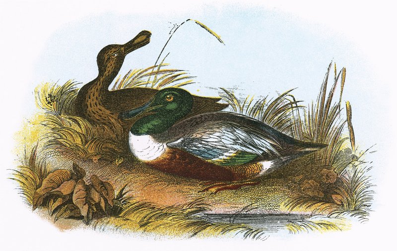 Pato-colhereiro de English School