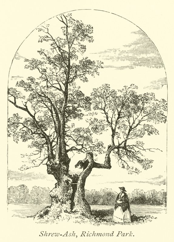 Shrew-Ash, Richmond Park de English School