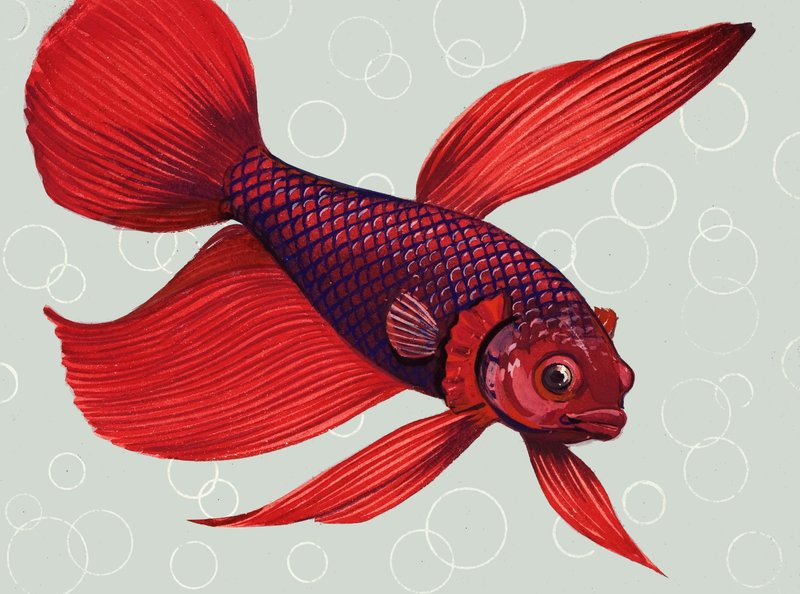 Peixe-lutador-siamês de English School