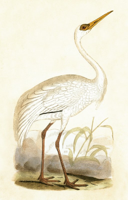 Guindaste Siberiano, ilustração de "Uma História das Aves da Europa Não Observadas nas Ilhas Britânicas", de Charles Robert Bree (1811-1886), publicado em 1867 de English School