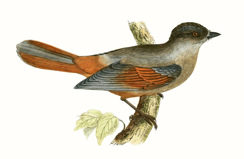 Jay Siberiano, ilustração de "Uma História das Aves da Europa Não Observadas nas Ilhas Britânicas", de Charles Robert Bree (1811-1886), publicado em 1867 de English School