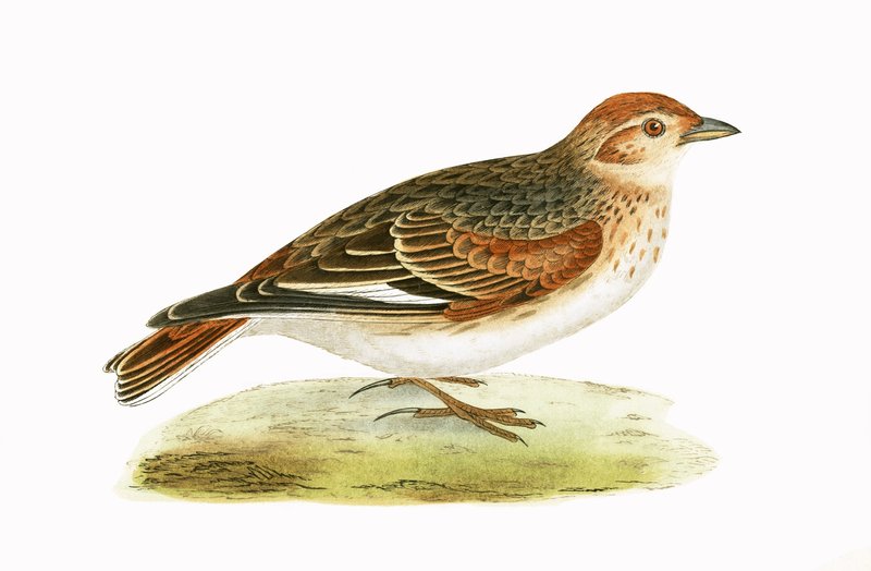 Cotovia Siberiana, ilustração de "Uma História das Aves da Europa Não Observadas nas Ilhas Britânicas", de Charles Robert Bree (1811-1886), publicada em 1867 (cor litho) de English School