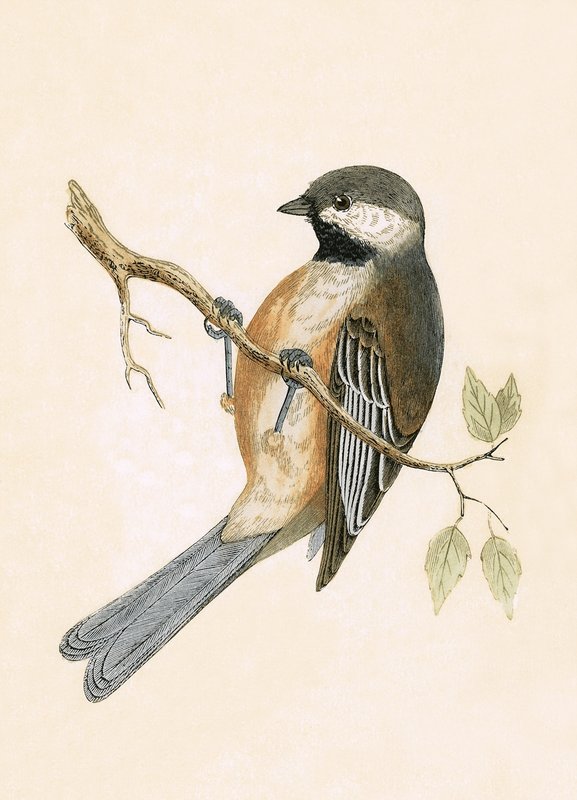 Teta Siberiana, ilustração de "Uma História das Aves da Europa Não Observadas nas Ilhas Britânicas", de Charles Robert Bree (1811-1886), publicada em 1867 de English School