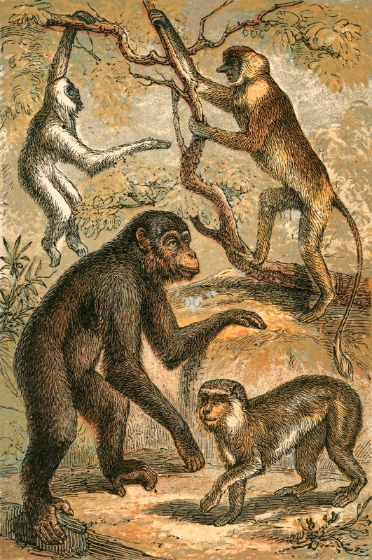 Gibão prateado, macaco-narigudo, chimpanzé e macaco barbary de English School