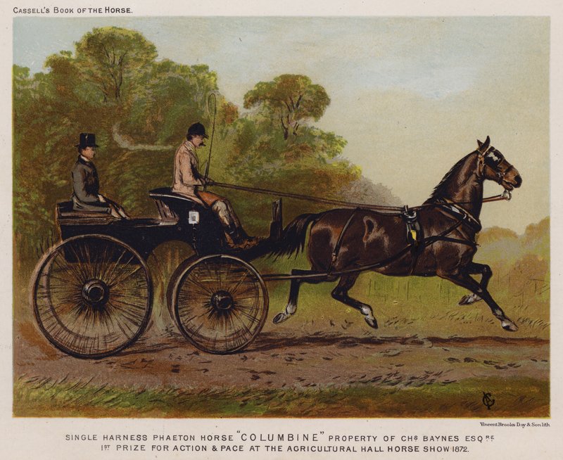 Single Harness Phaeton Horse "Columbine," Propriedade de Charles Baynes Esq de English School
