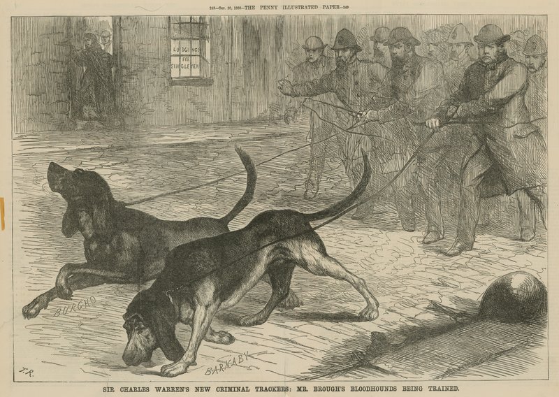 Sir Charles Warrens novos rastreadores criminosos: cães de caça do Sr. Broughs sendo treinados de English School