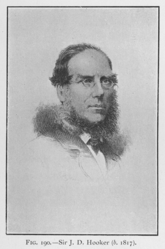 Sir Joseph Dalton Hooker (1817-1911), retrato (litografia) de English School