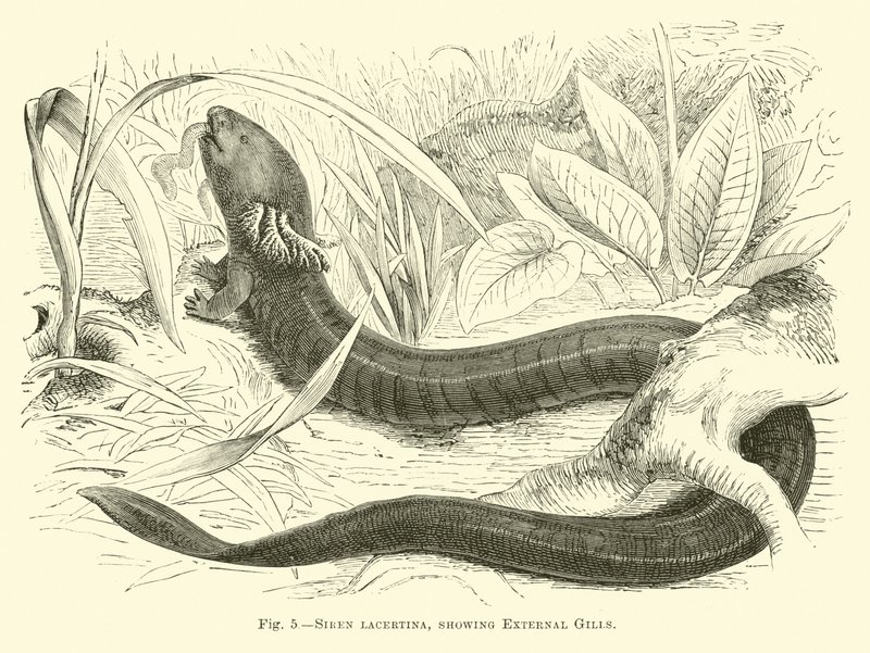 Sirene lacertina, mostrando brânquias externas de English School