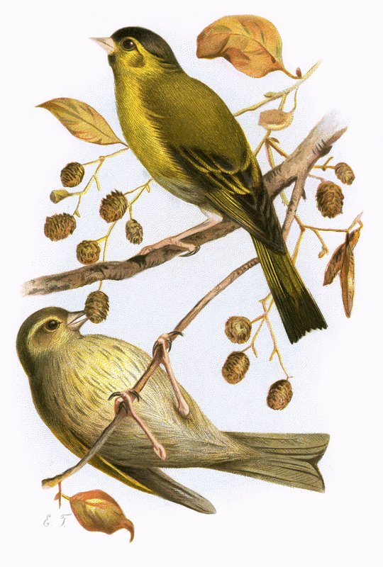Siskin de English School