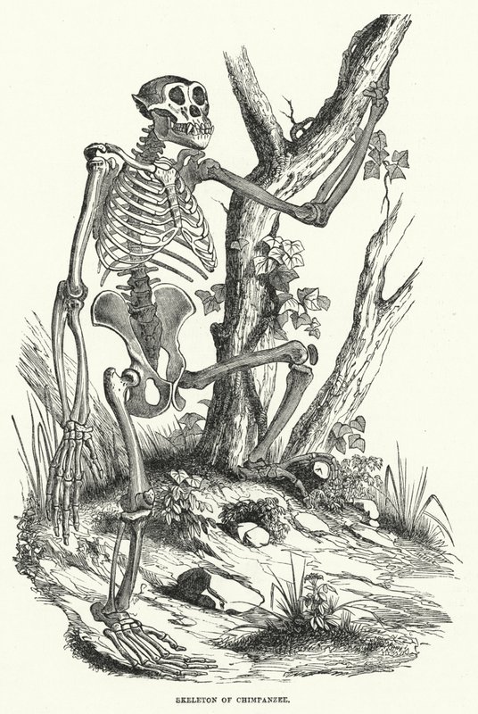 Esqueleto de Chimpanzé (gravura) de English School