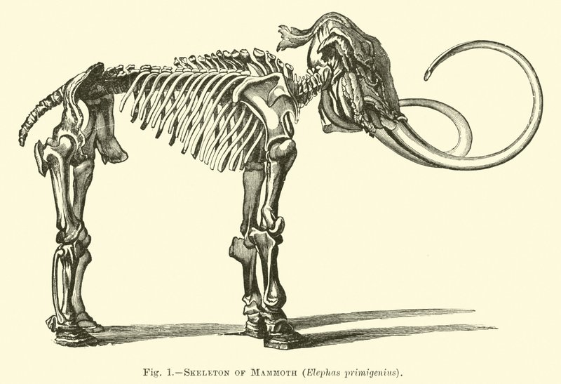 Esqueleto do Mamute, Elephas primigenius de English School