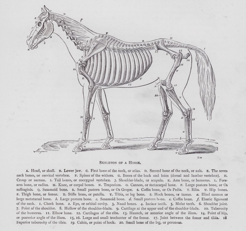Esqueleto de um Cavalo (gravura) de English School