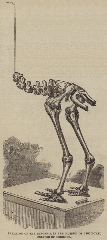 Esqueleto do Dinornis, no Museu do Colégio Real de Cirurgiões (gravura) de English School