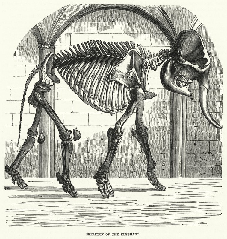 Esqueleto do Elefante (gravura) de English School