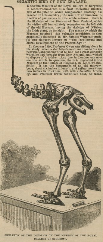 Esqueleto do dinornis, um pássaro gigantesco da Nova Zelândia de English School