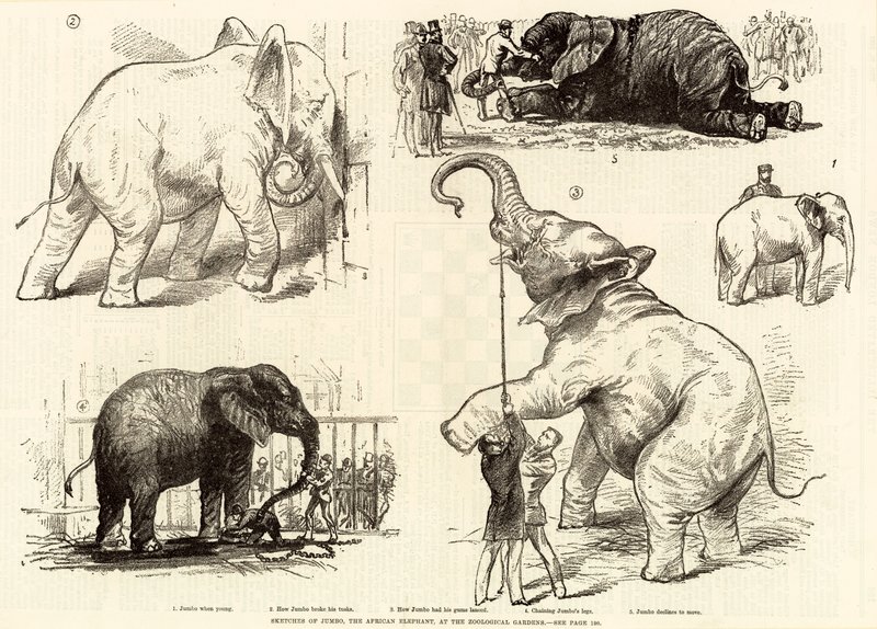 Esboços de jumbo, o elefante africano, no zoológico de English School