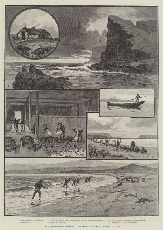 Esboços da pesca de focas no mar de Behring, São Paulo, Ilhas Pribylov de English School