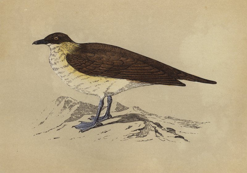 Skua (litografia a cores) de English School