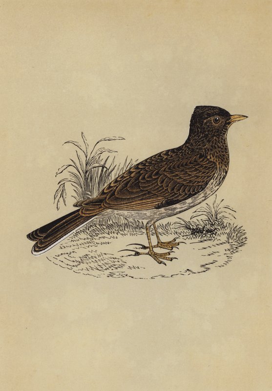 Skylark (cor litho) de English School
