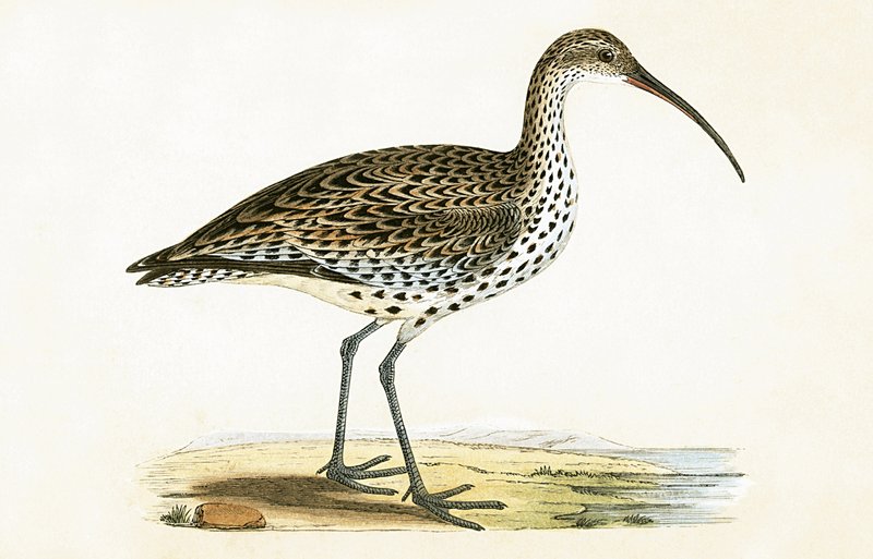 Maçarico-de-bico-fino, ilustração de "Uma História das Aves da Europa Não Observadas nas Ilhas Britânicas", de Charles Robert Bree (1811-1886), publicado em 1867 de English School