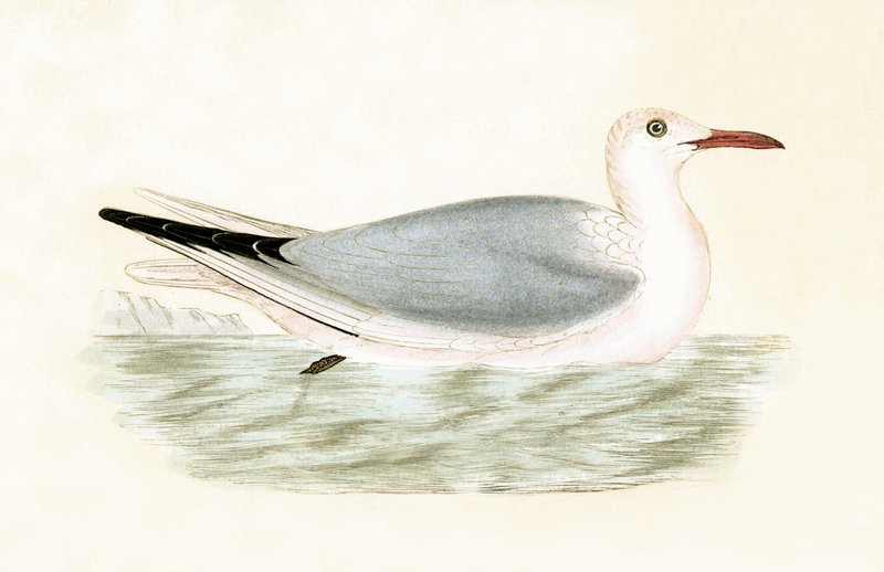 Gaivota faturada delgada, ilustração de "uma história dos pássaros de Europa não observada nas ilhas britânicas" por Charles Robert Bree (1811-86), publicada 1867 (litho da cor) de English School