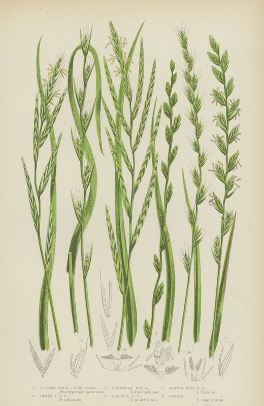 Falsos bromélios delgados, falsos bromélios de charneca, centeio perene, centeio barbudo (litografia a cores) de English School