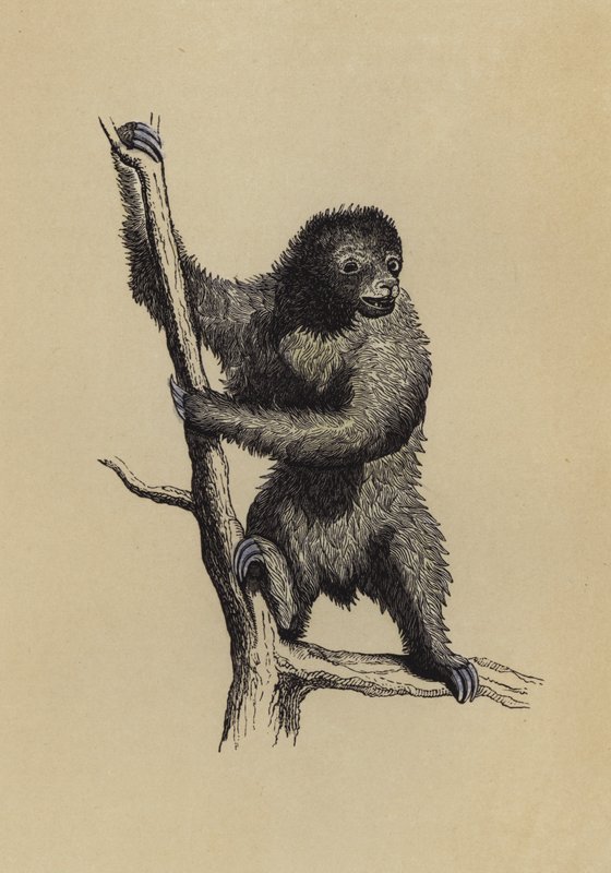 Preguiça (cor litho) de English School
