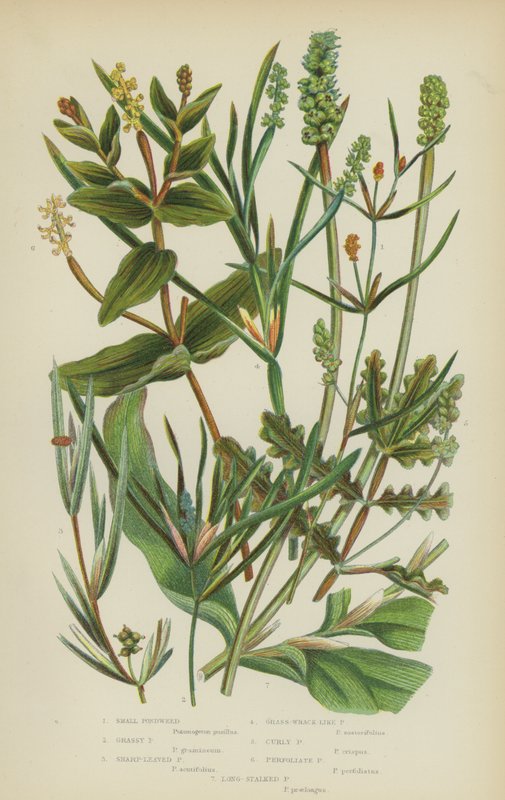Erva-de-são-joão, erva-de-são-joão, erva-de-são-joão, erva-de-são-joão, erva-de-são-joão (litografia a cores) de English School