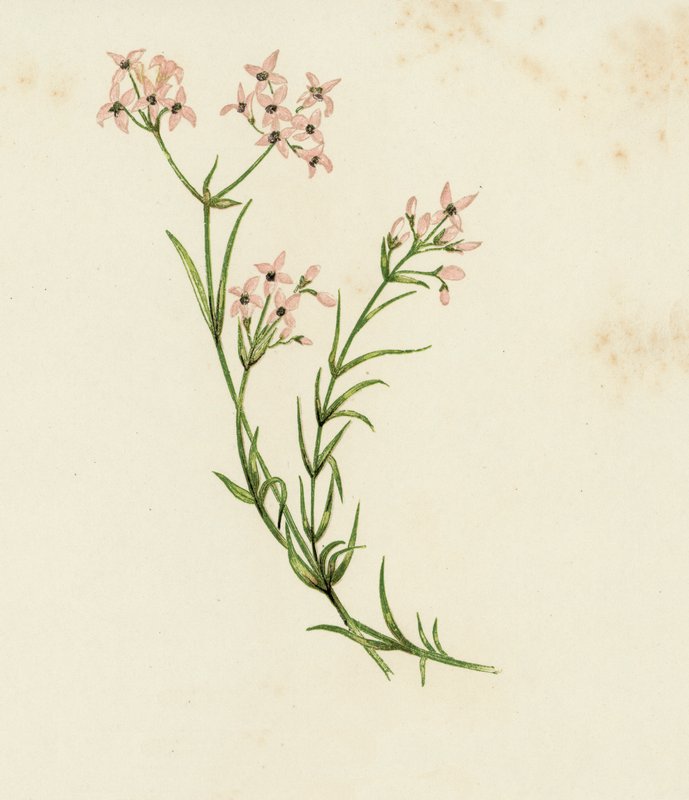 Pequena aspérula cynanchica, Asperula Cynanchica (cor litho) de English School