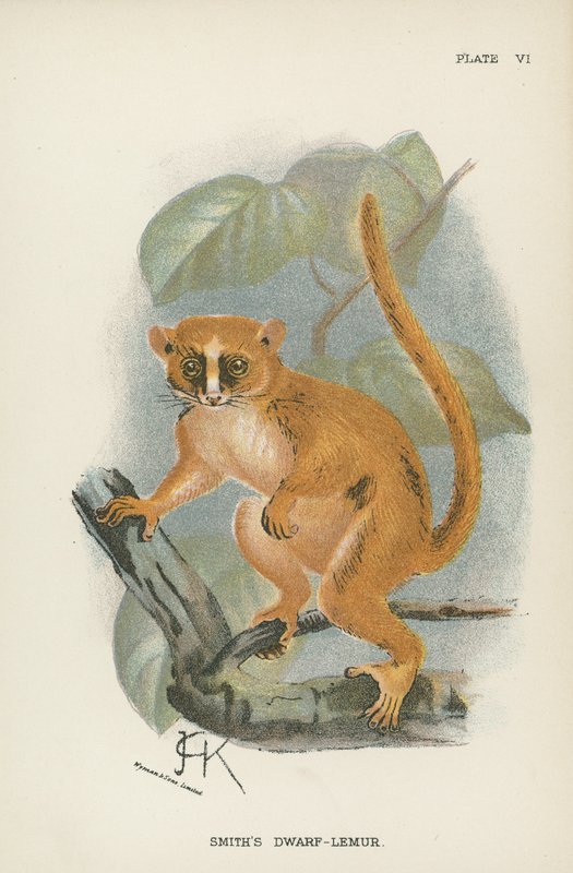 Smiths Dwarf-Lemur de English School