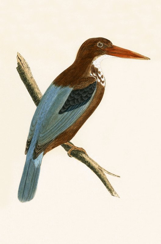 Smyrna Kingfisher, ilustração de &39;Uma história das aves da Europa não observada nas ilhas britânicas&39; por Charles Robert Bree (1811-1886), publicado em 1867 de English School